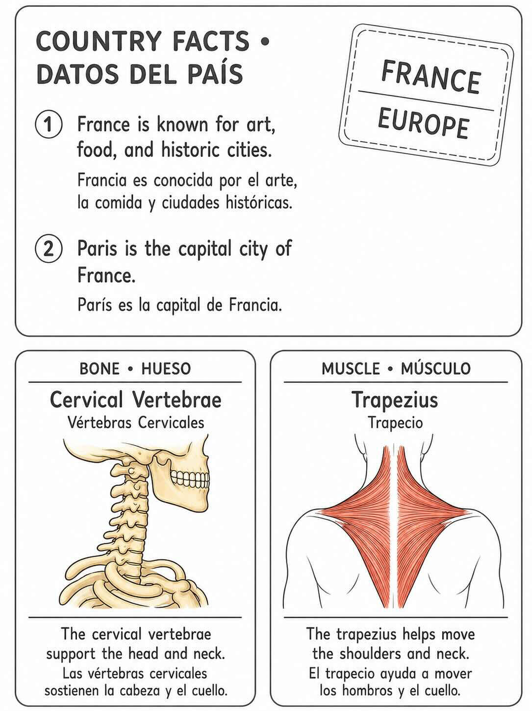 Anatomy France